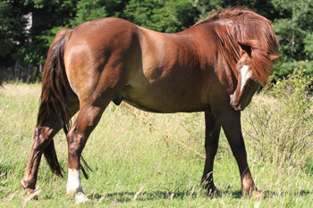 Reiten in de Anden, Chile und Argentinien, Die Pferde von Antilco: Merken